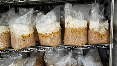Growing mushrooms in a bag. Things To Know About Growing mushrooms in a bag. 